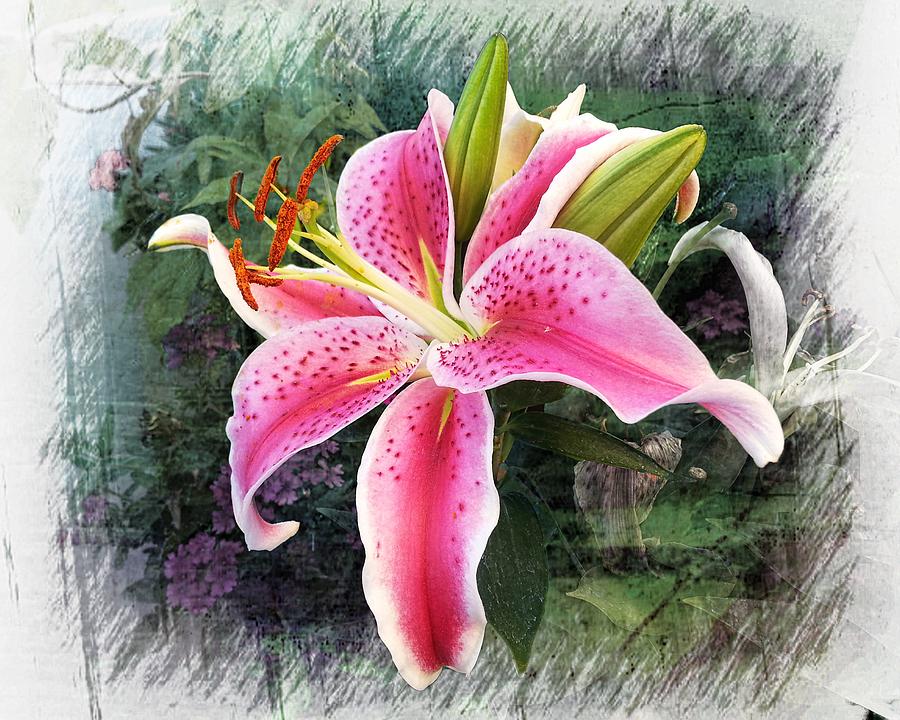 Stargazer Oriental Lily Photograph by Joe Duket