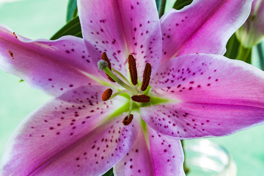 Stargazer Oriental Lily Photograph by Judy Wright Lott