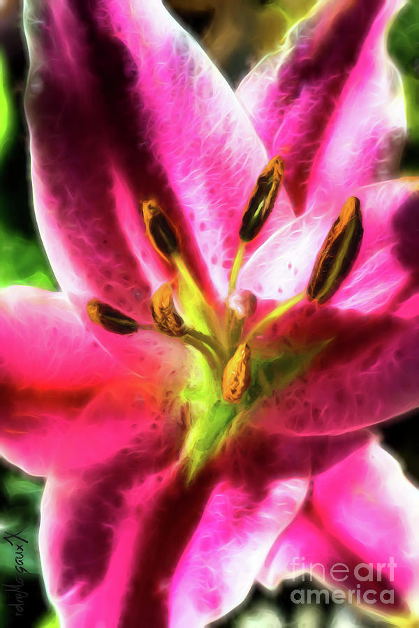 Lily Photograph - Stargazer by Margaux Dreamaginations
