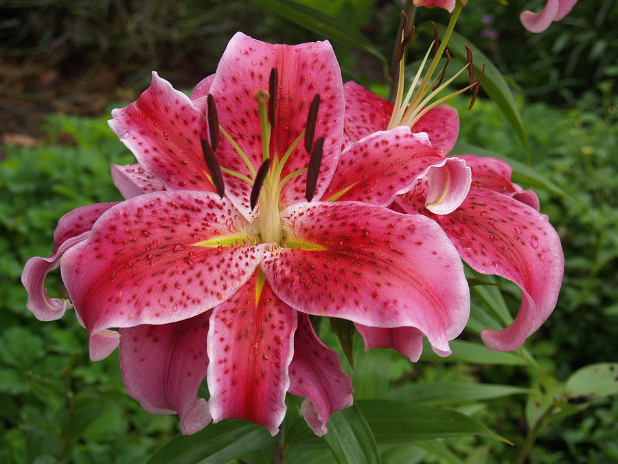 Stargazer Photograph by Wilma Holland - Fine Art America