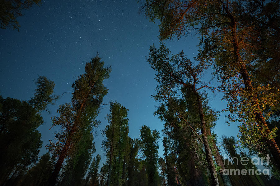 Stargazing Thru The Trees Photograph by Michael Ver Sprill