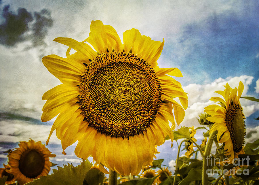 Sunflower Photograph - Staring At The Sun by Janice Pariza