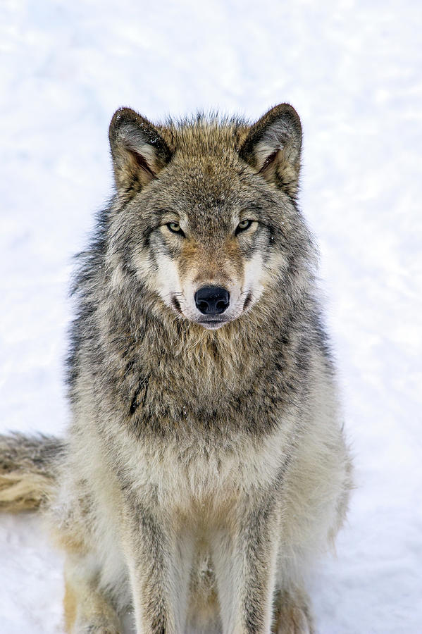 Wolves Photograph - Staring Contest  by Tony Beck