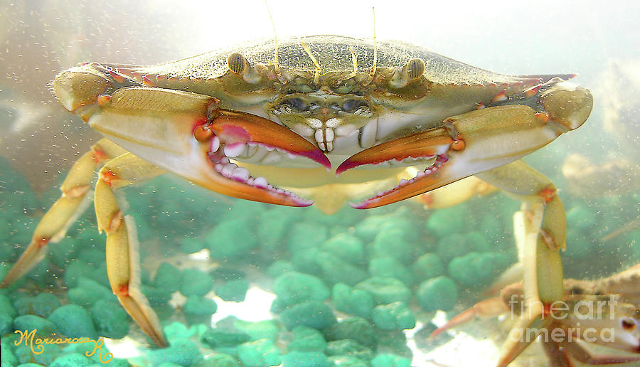 Staring Contest with a Crab Photograph by Mariarosa Rockefeller