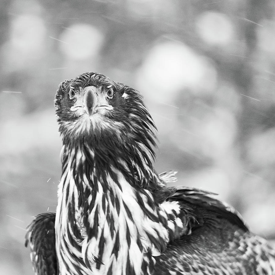 Eagle Photograph - Staring Eagle by Kolbein Svensson Eagle Photograph - Staring Eagle by Kolbein Svensson