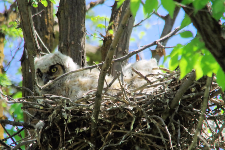 Staring From Its Nest Photograph