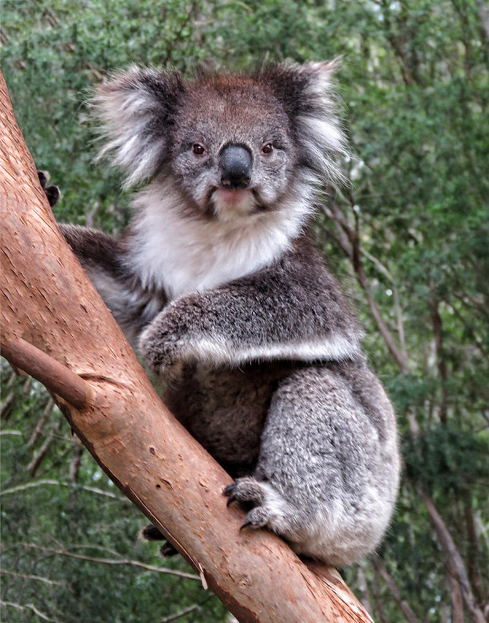 Staring Koala Photograph by Helaine Cummins