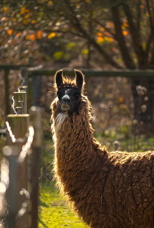 Staring Llama Photograph by Travis Rogers