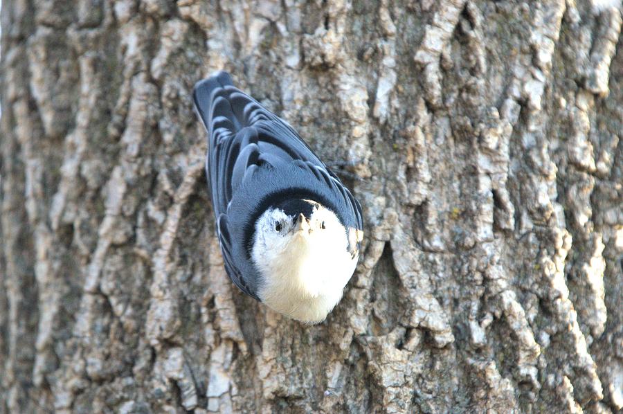 Staring Nuthatch Photograph by Bonfire Photography