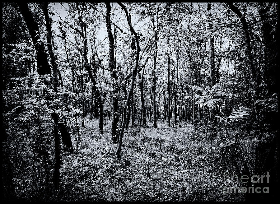 Stark Forest Photograph by JB Thomas