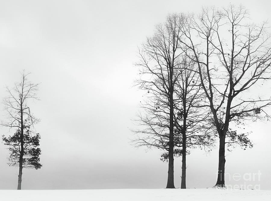 Stark Winter Day  Photograph by Benanne Stiens