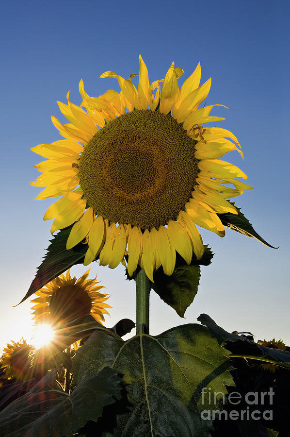 Starlight and Sunflowers - D008092 Photograph by Daniel Dempster