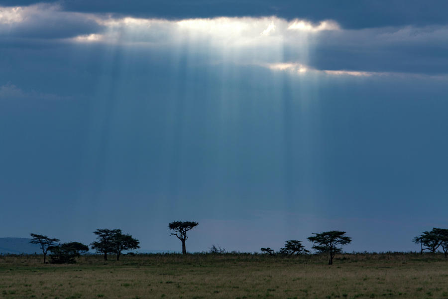  Masai Mara Sunrays  Photograph by Aidan Moran