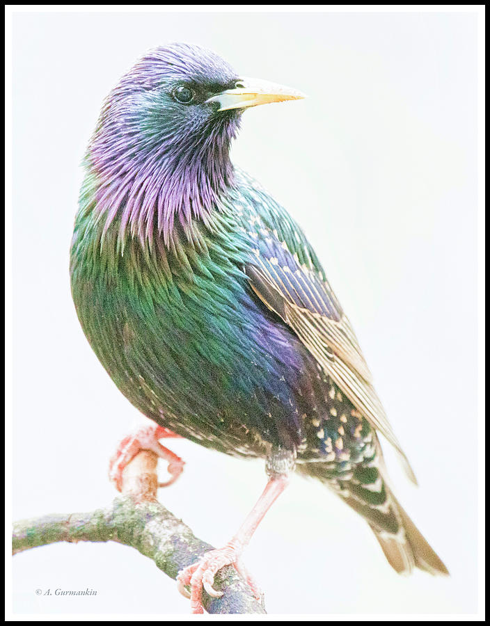 Starling Photograph by A Macarthur Gurmankin