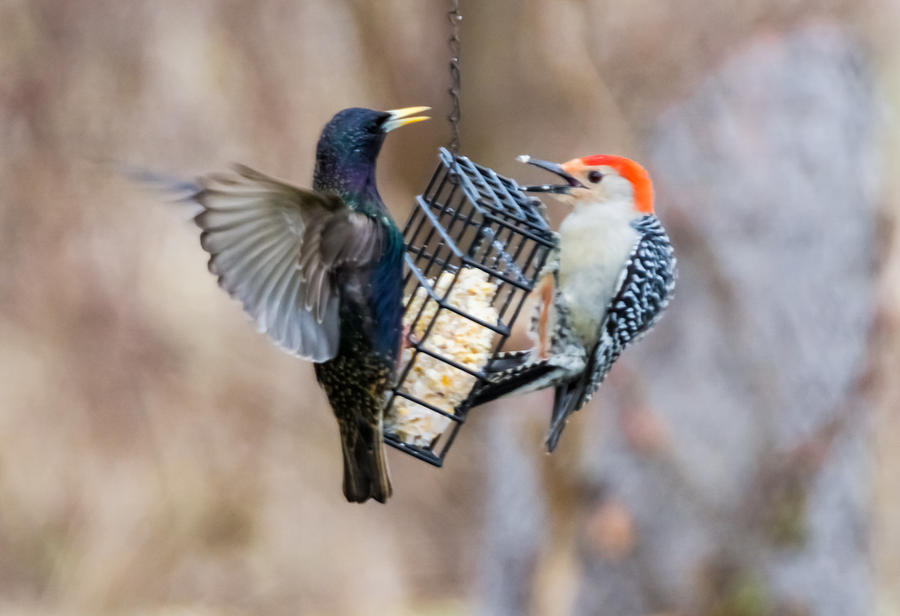 Fight Between a Starling and a Woodpecker Photograph by Holden The Moment