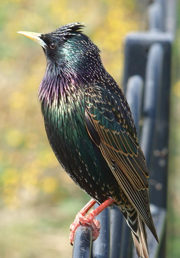 Starling Photograph by Andrew Ford | Fine Art America