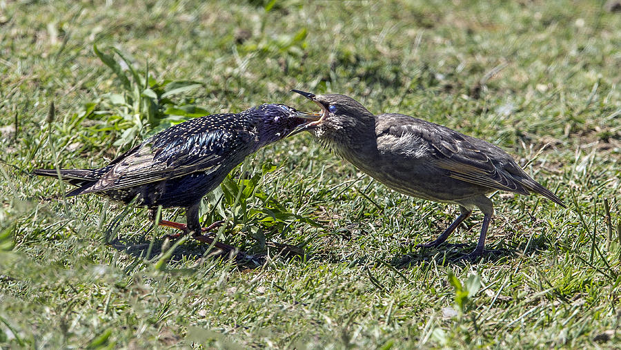 Starling Feeding Her Chick Photograph by William Bitman