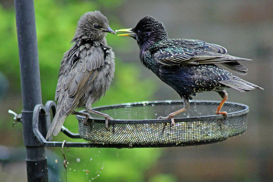 Nature Photograph - Starling feeding juvenile by Tony Murtagh