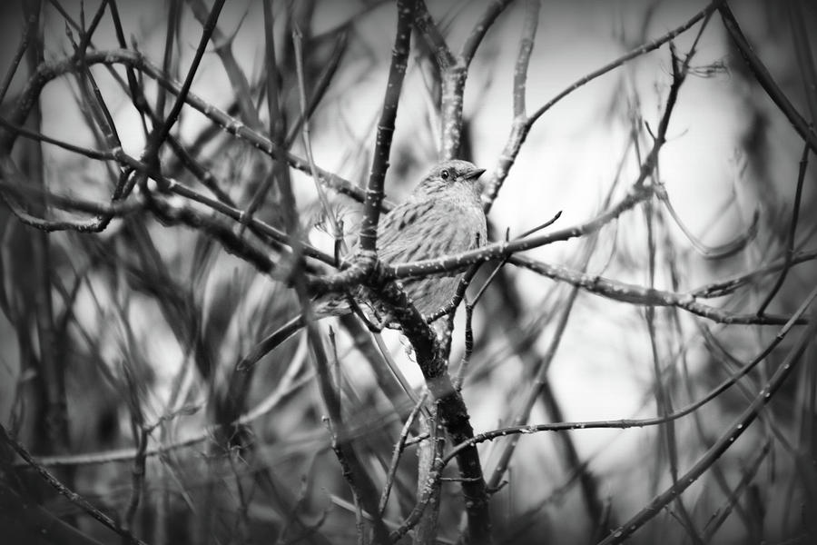 Starling in black and white Photograph by Frances Lewis - Fine Art America