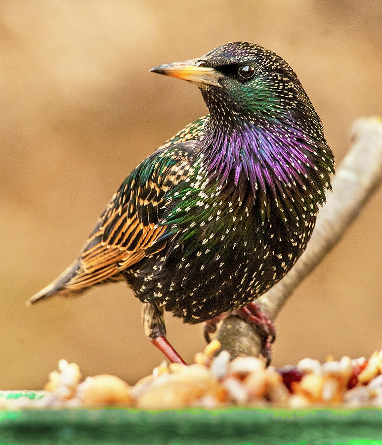 Starling In Glorious Color Photograph by Jim Moore