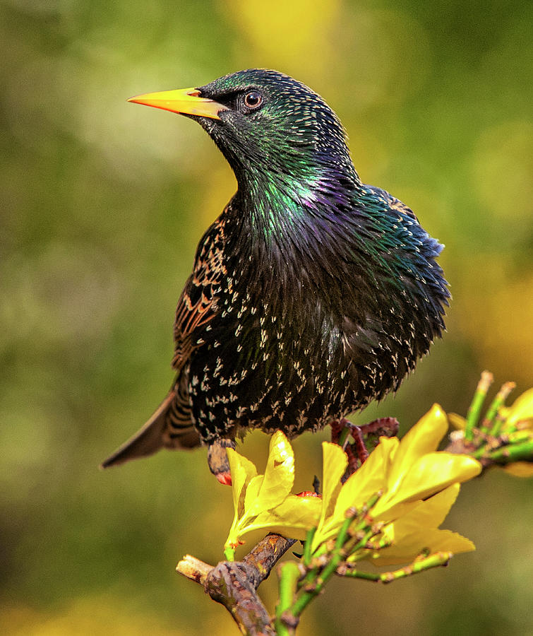 Starling in Spring Yellow Photograph by Jim Moore