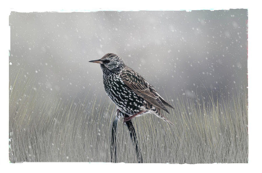Starling In Winter Photograph