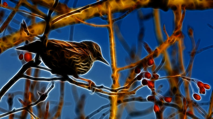 Starling In Winter Garb - Fractal Photograph by Lawrence Christopher