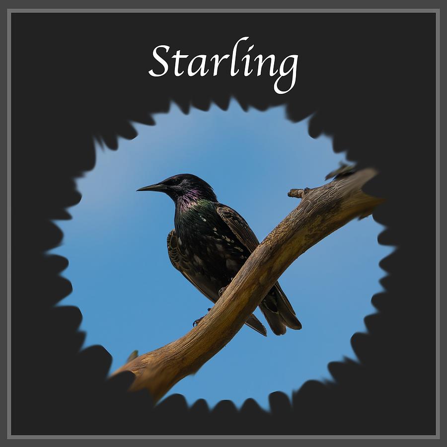Starling   Photograph by Holden The Moment