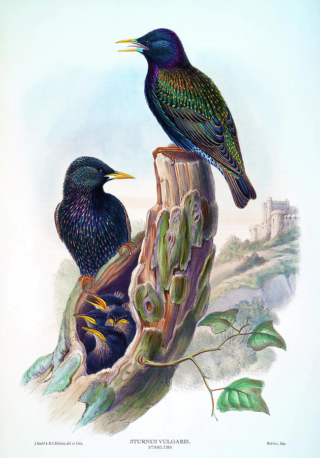 John Gould Painting - Starling Antique Bird Print John Gould HC Richter Birds of Great Britain by Orchard Arts