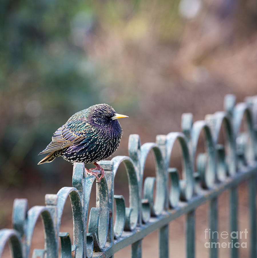 Nature Photograph - Starling juvenile male by Jane Rix