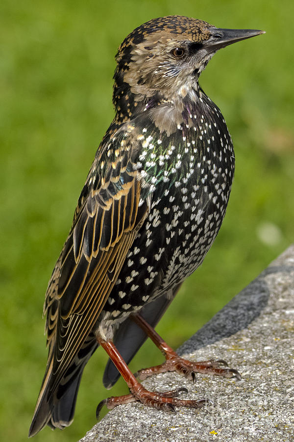 Bird Photograph - Starling by Linsey Williams