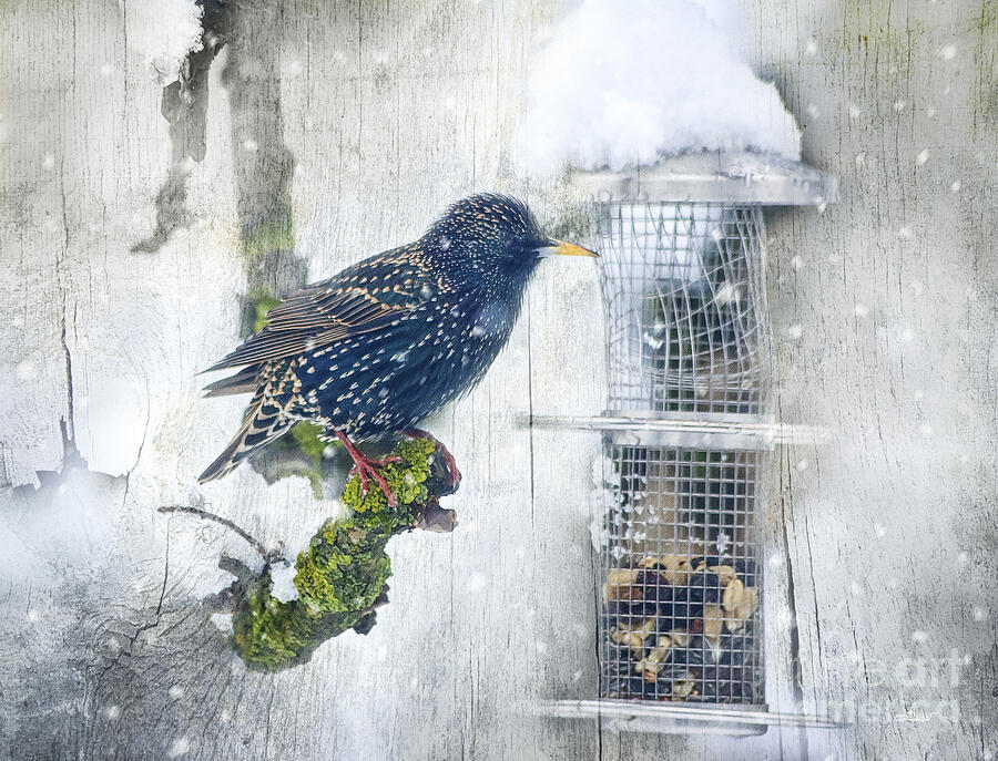 Winter Photograph - Starling Meets Snowflakes by Jutta Maria Pusl