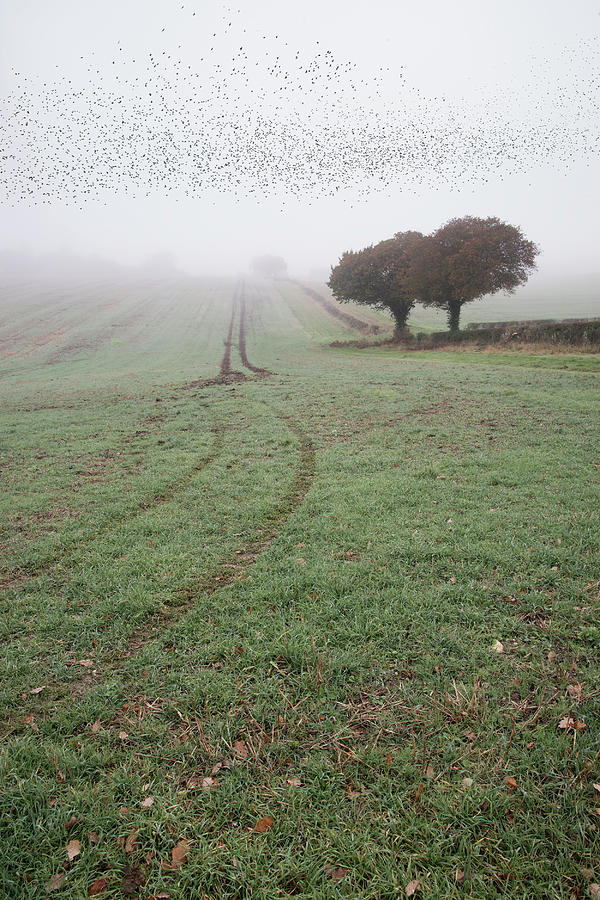 Nature Photograph - Starling murtmuration in foggy misty Autumn morning landscape in by Matthew Gibson