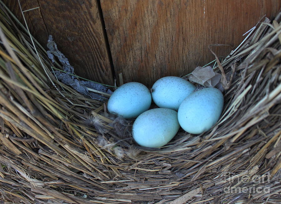Egg Photograph - Starling Nest by Erica Hanel