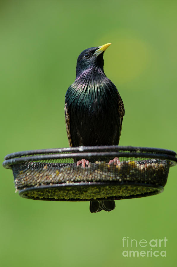 Starling on feeder 2 Photograph by Steev Stamford