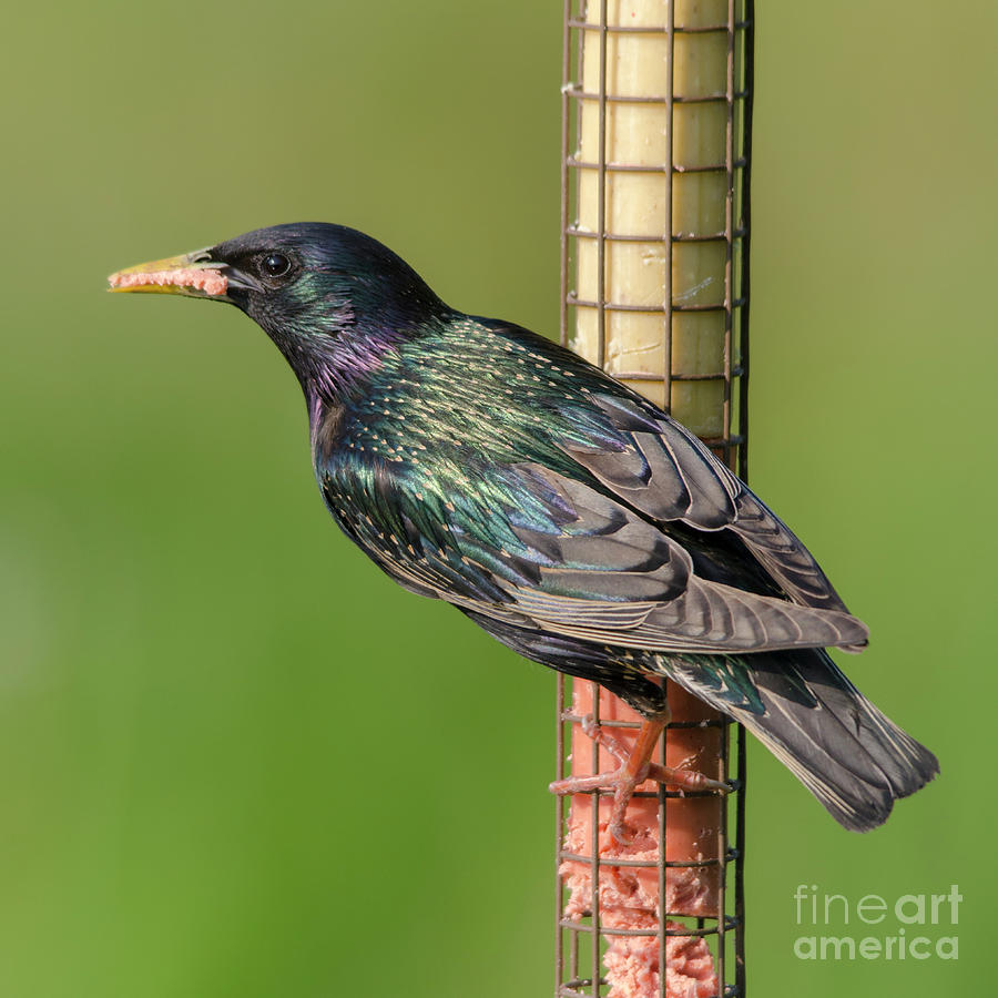 Starling on feeder Photograph by Steev Stamford