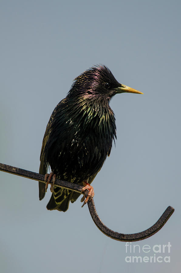 Starling on perch 1 Photograph by Steev Stamford