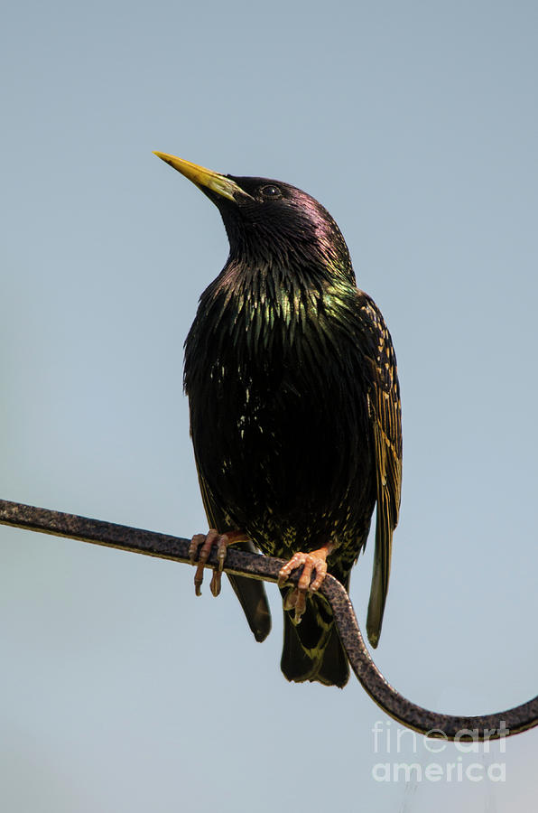 Starling on perch 2 Photograph by Steev Stamford