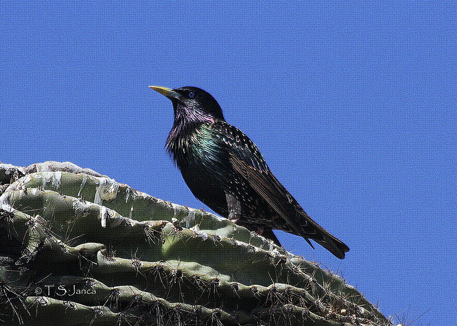Starling On Saguaro Arm Photograph by Tom Janca