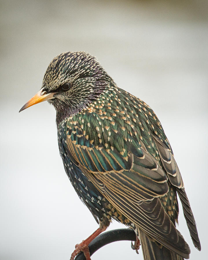 Starling on Watch Photograph by Brian Caldwell