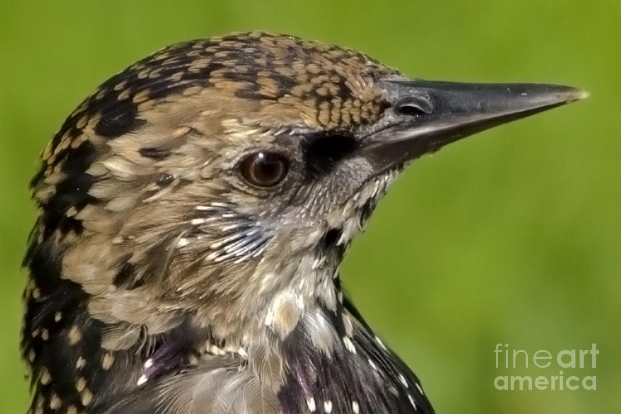Starling Profile Photograph by Linsey Williams