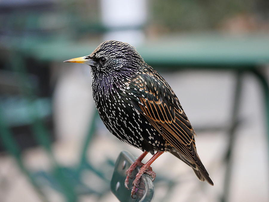 Starling Photograph by Richard Reeve