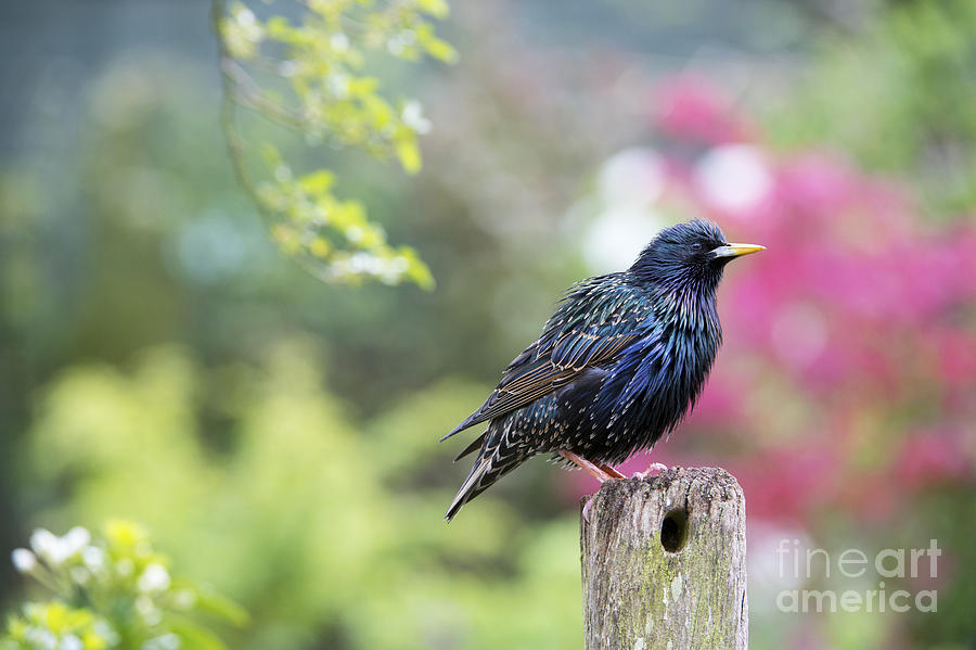 Starlings Photograph - Starling  by Tim Gainey