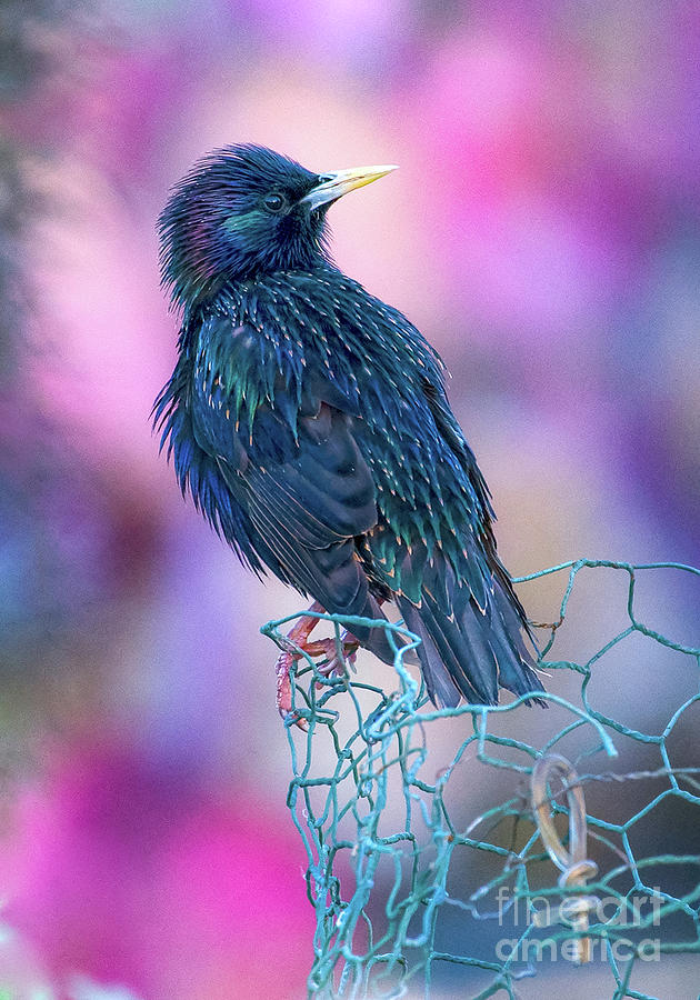 Starling Watch Photograph by Lisa Manifold