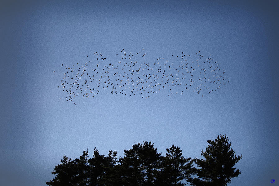 Starlings Photograph - Starlings and Pines by John Meader