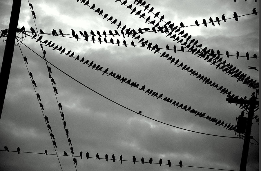 Starlings as Night Falls in Black and White Photograph by Antonia Citrino