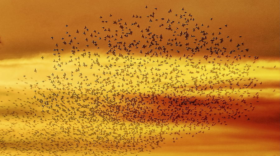 Starlings At Sunset Photograph