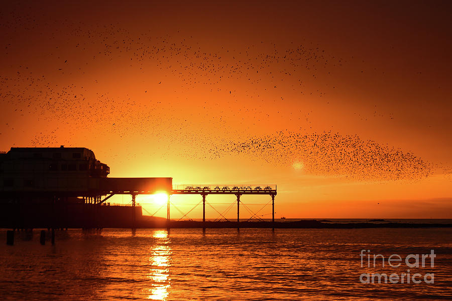 2016 Photograph - Starlings At Sunset Over Aberystwyth Pier by Keith Morris 2016 Photograph - Starlings At Sunset Over Aberystwyth Pier by Keith Morris