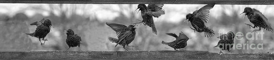 Starlings fighting      Another political image Photograph by Dan Friend