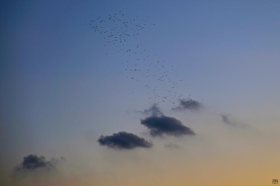 Starlings Flying into the Sunset Photograph by John Meader